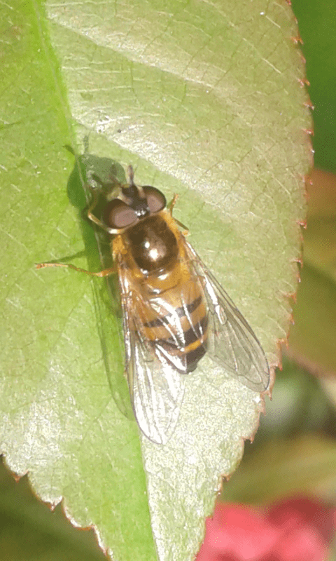 Syrphidae : Epistrophe sp.?   Epistrophe cfr. eligans